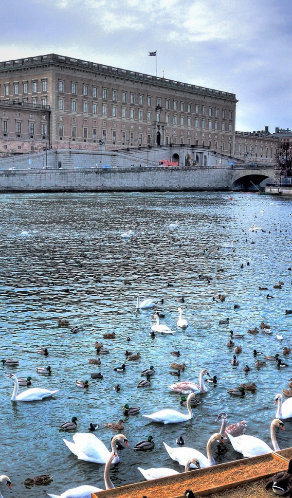 Birds on the river in the city, Sweden