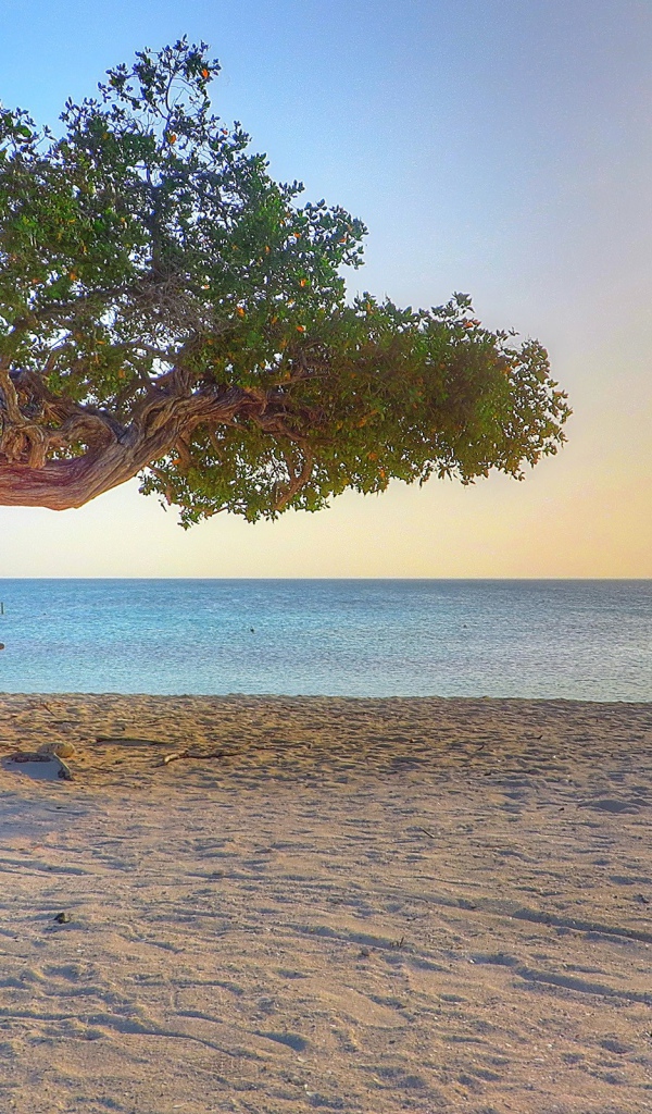 Старое дерево на пляже, Аруба