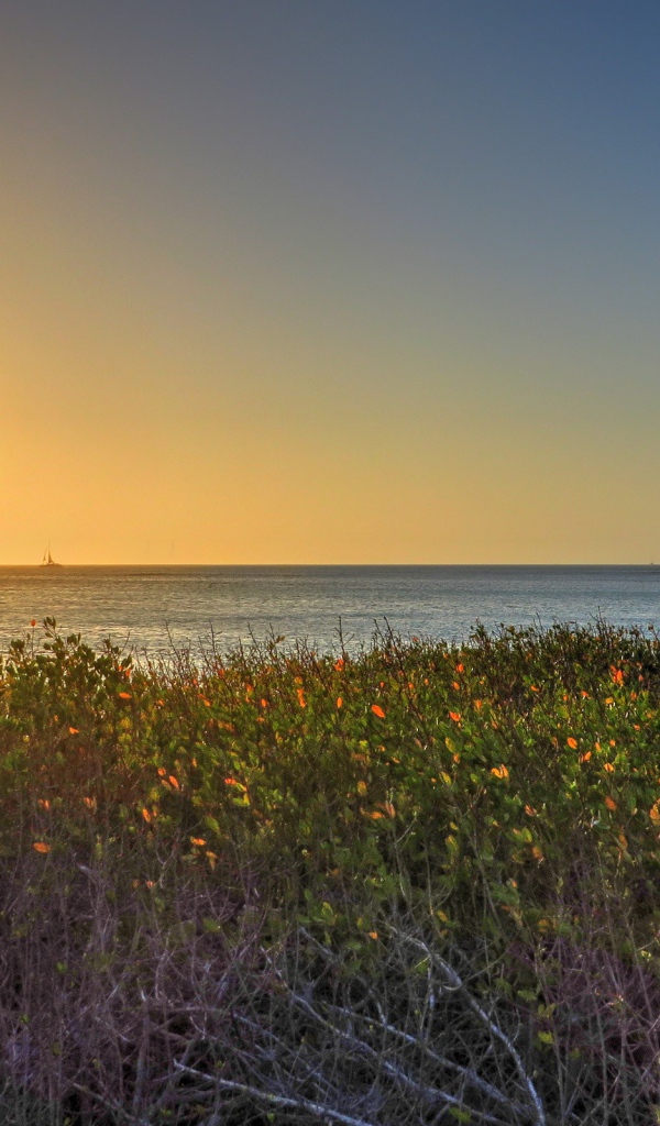 Растения на берегу моря на Арубе