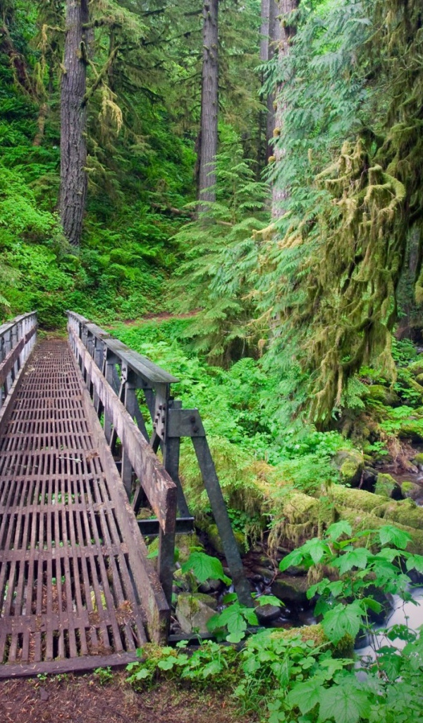 Мост через ручей в лесу, Орегон