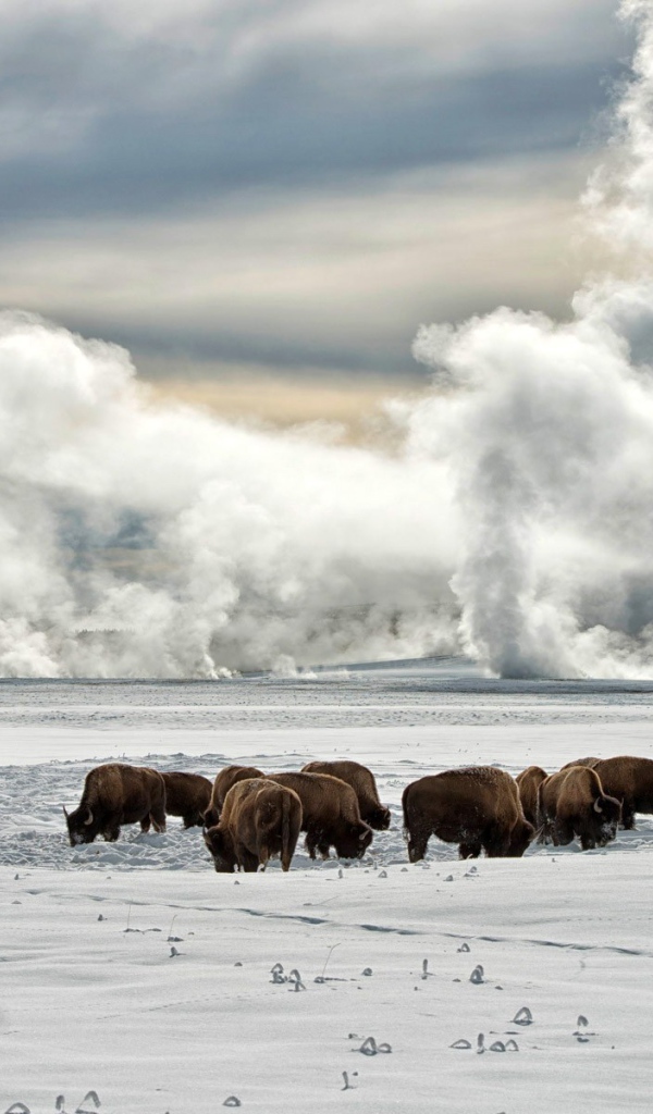 Животные на снегу в штате Аляска