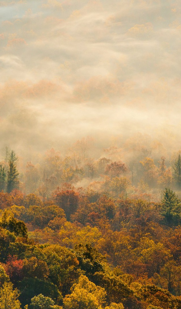 Лес в Северной Каролине