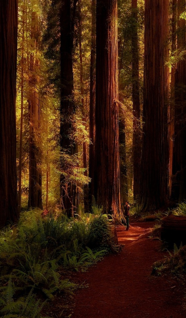 Огромные деревья в лесу, Калифорния