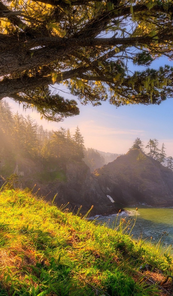 Старое дерево на берегу, Орегон