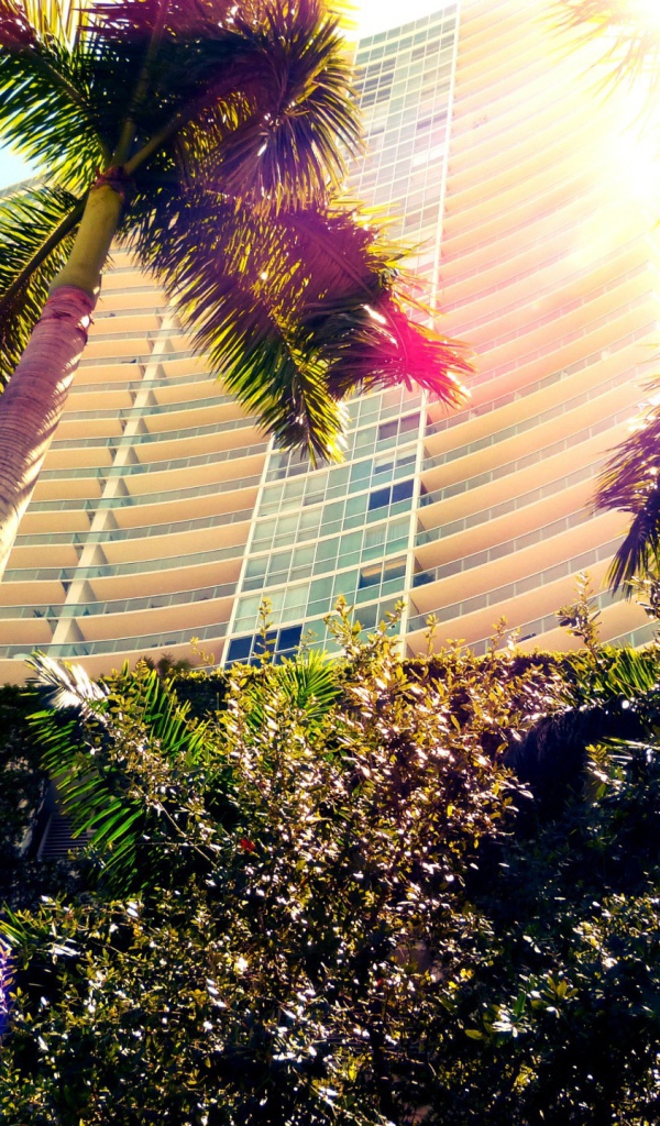 Пальмы в Майами