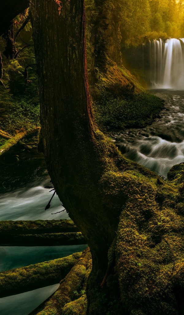 Река в лесу в Орегоне, США