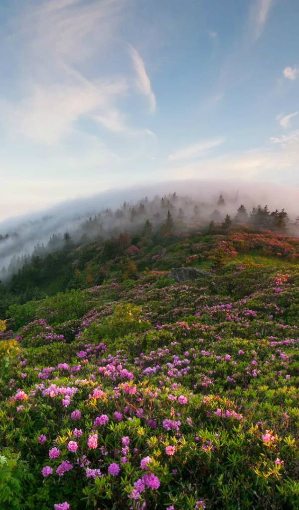 Рон Маунтин, Теннесси, США