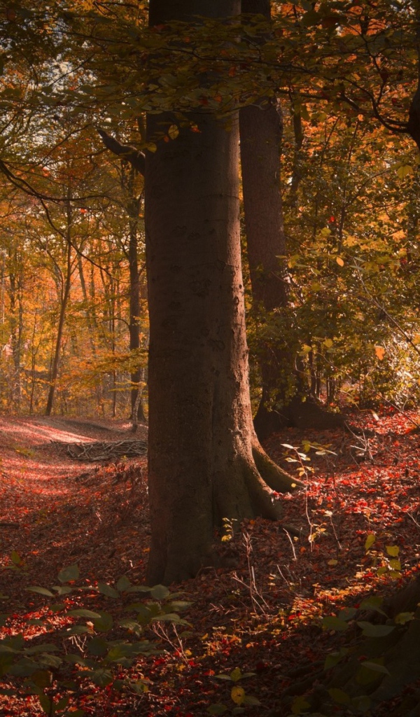 Густой лиственный лес в США