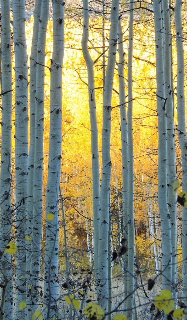 Белые стволы деревьев в лесу, Колорадо США