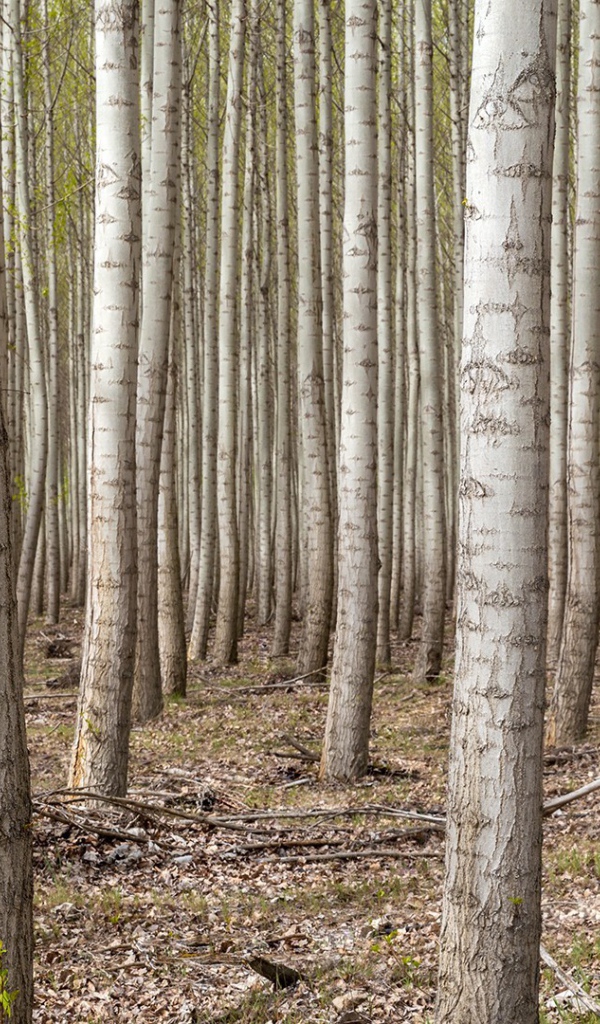 Густой лес в Орегоне