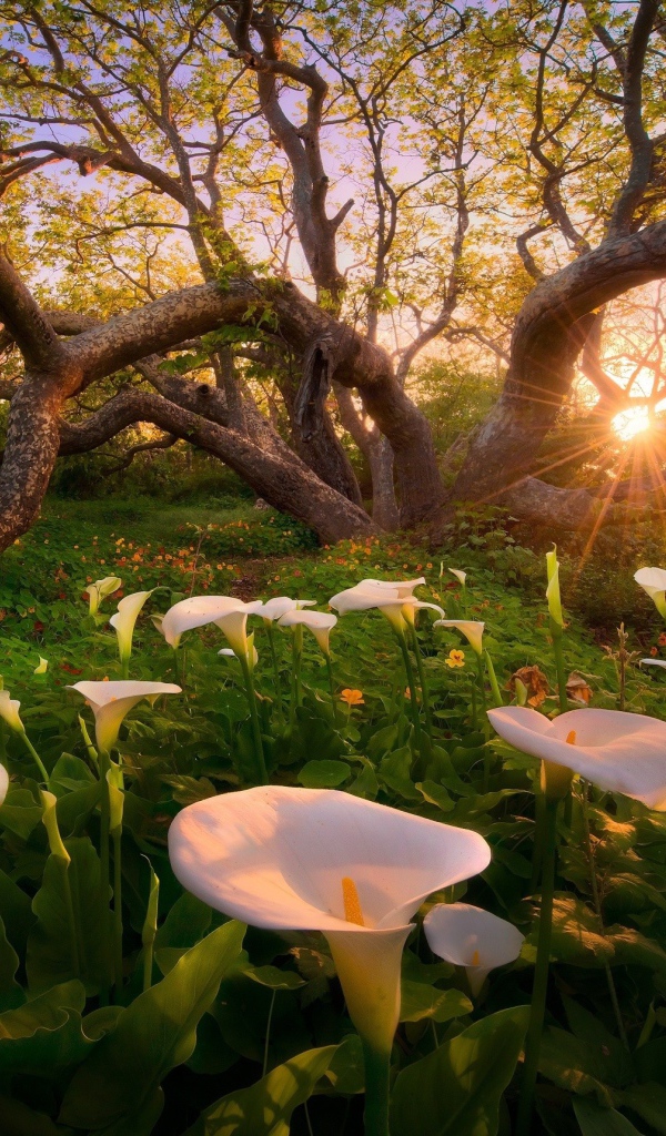 Белые лилии под деревом, Калифорния США