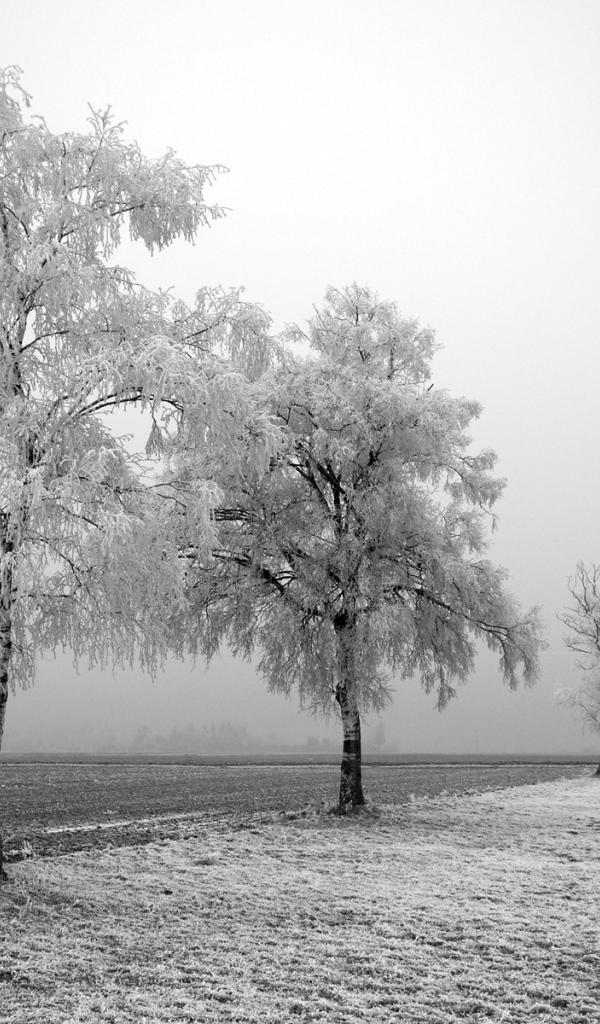 Black and white photo of winter trees