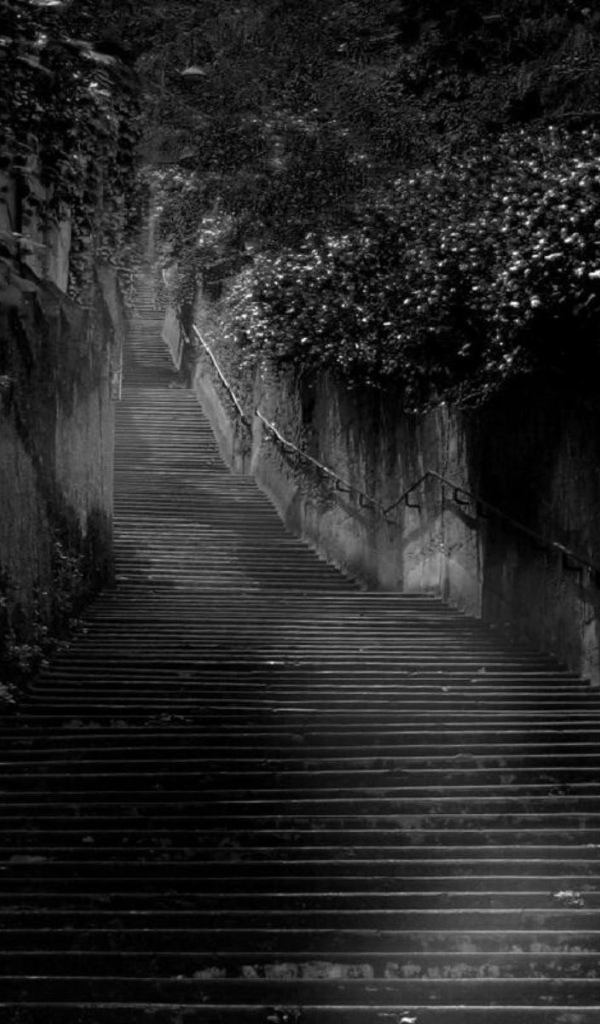 Черная лестница среди черных зарослей