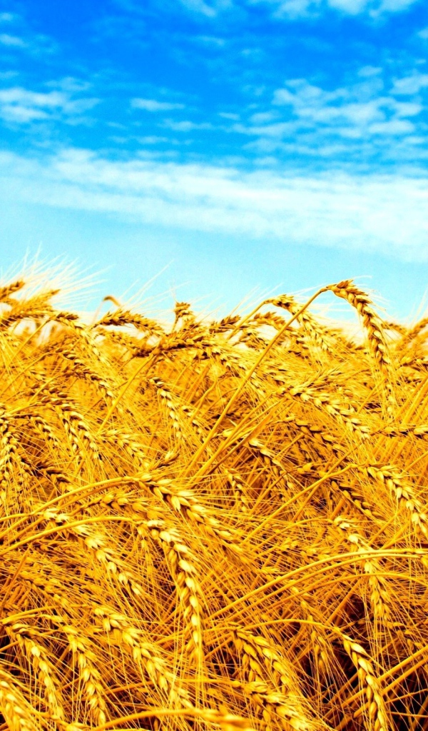 Желтое поле под голубым небом в Украине