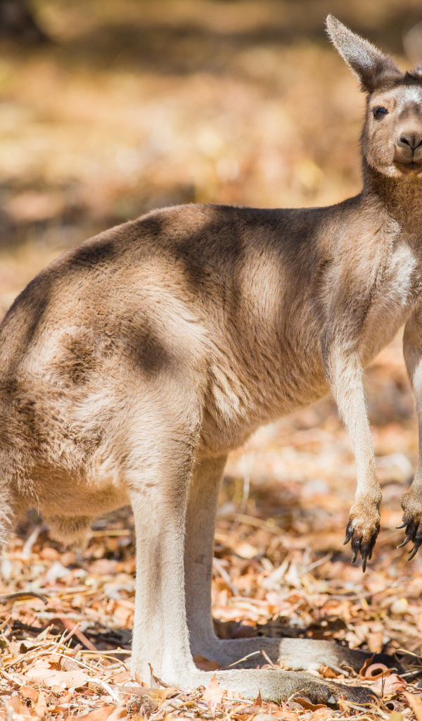 Австралийский кенгуру стоит на сухой траве
