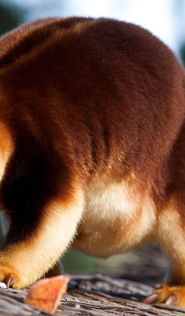 Кенгуру Гудфеллоу в зоопарке