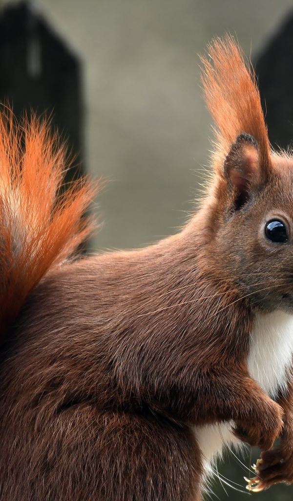 Белка с пушистым рыжим хвостом 