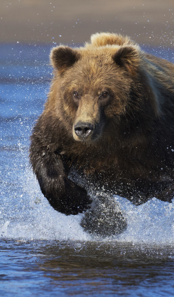 Большой медведь быстро бежит по воде