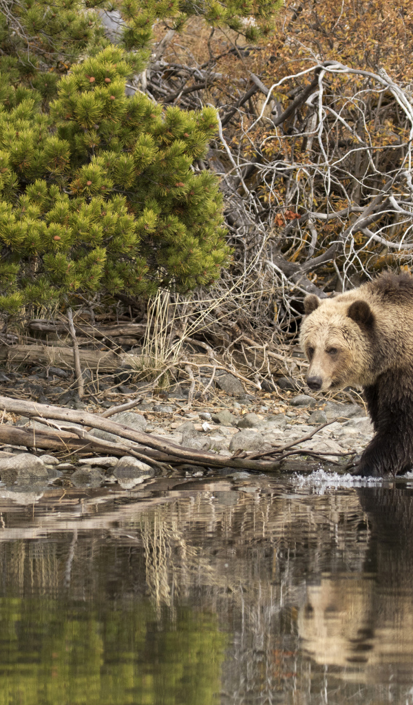 Большой бурый медведь идет по воде