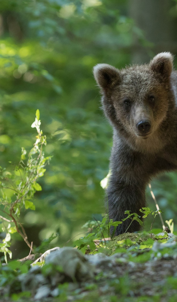 Бурый медвежонок гуляет по лесу
