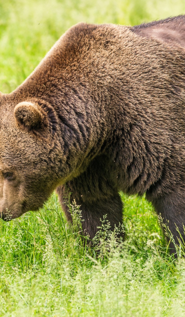 Большой бурый медведь гуляет по зеленой траве
