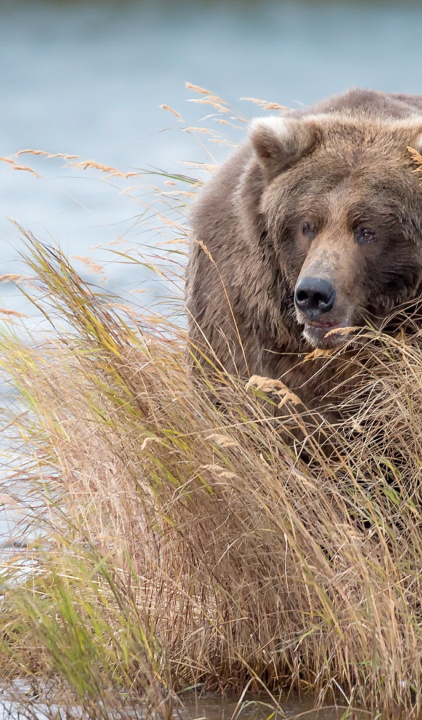 Большой бурый медведь идет в зарослях по воде