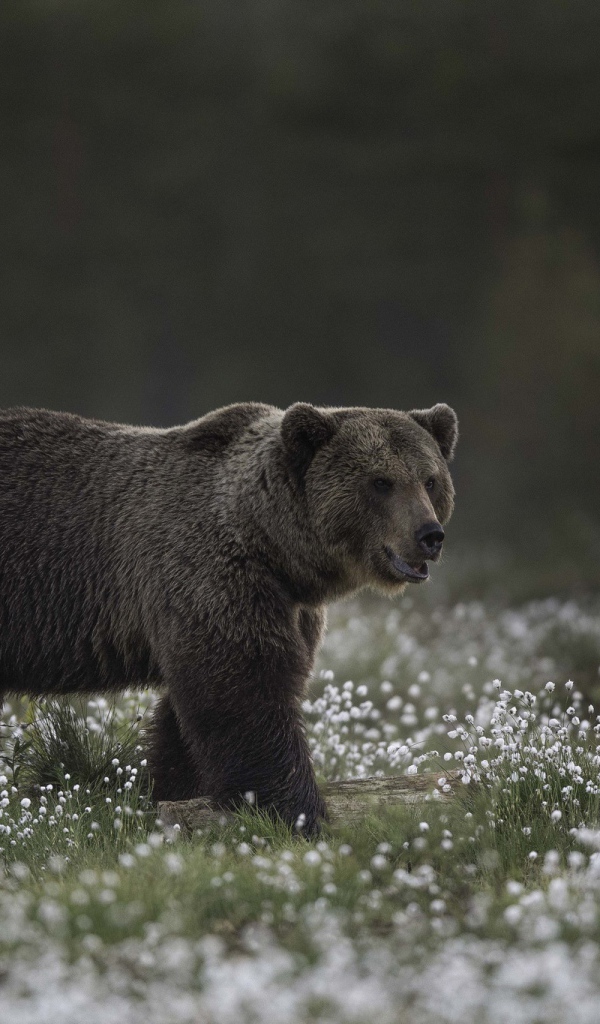 Большой бурый медведь идет по белым полевым цветам