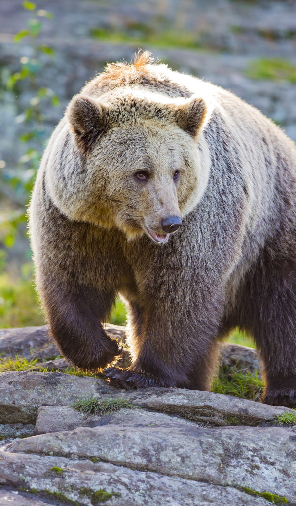 Большой медведь гризли идет по камням