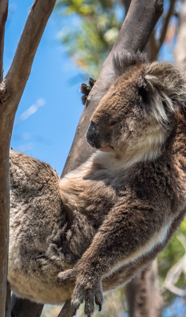 Ленивая коала спит на дереве