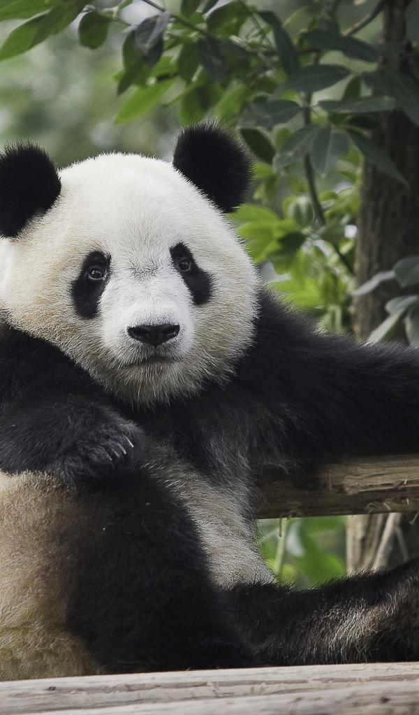 Небольшая красивая панда отдыхает 