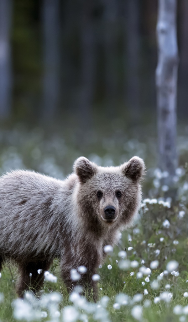 A small brown bear cub standing in a glade with white flowers