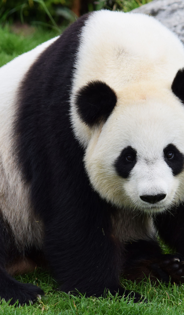Большая красивая панда сидит на зеленой траве