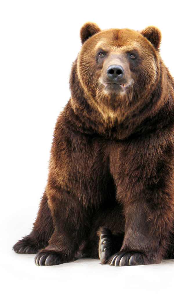 Большой бурый медведь на белом фоне 