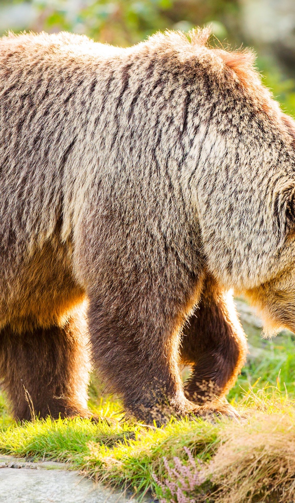 Большой бурый медведь идет по траве