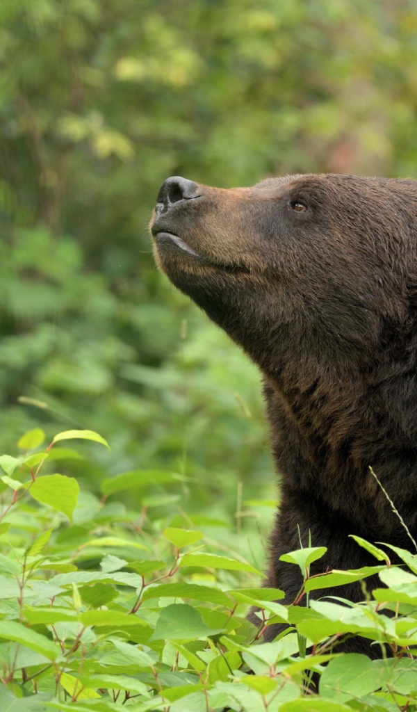 Бурый медведь сидит в зарослях в лесу