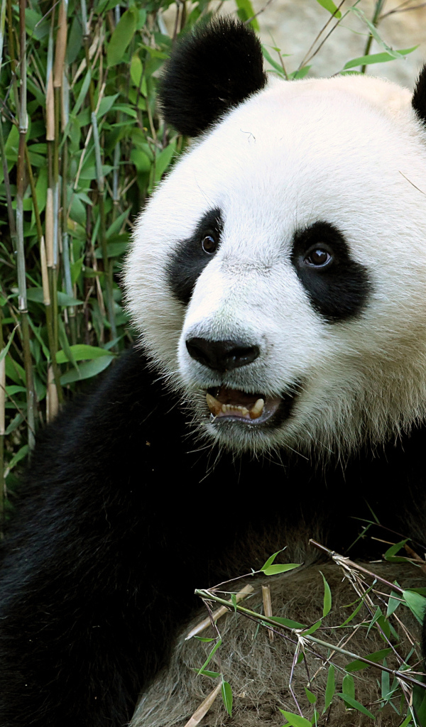 Забавная морда медведя панды