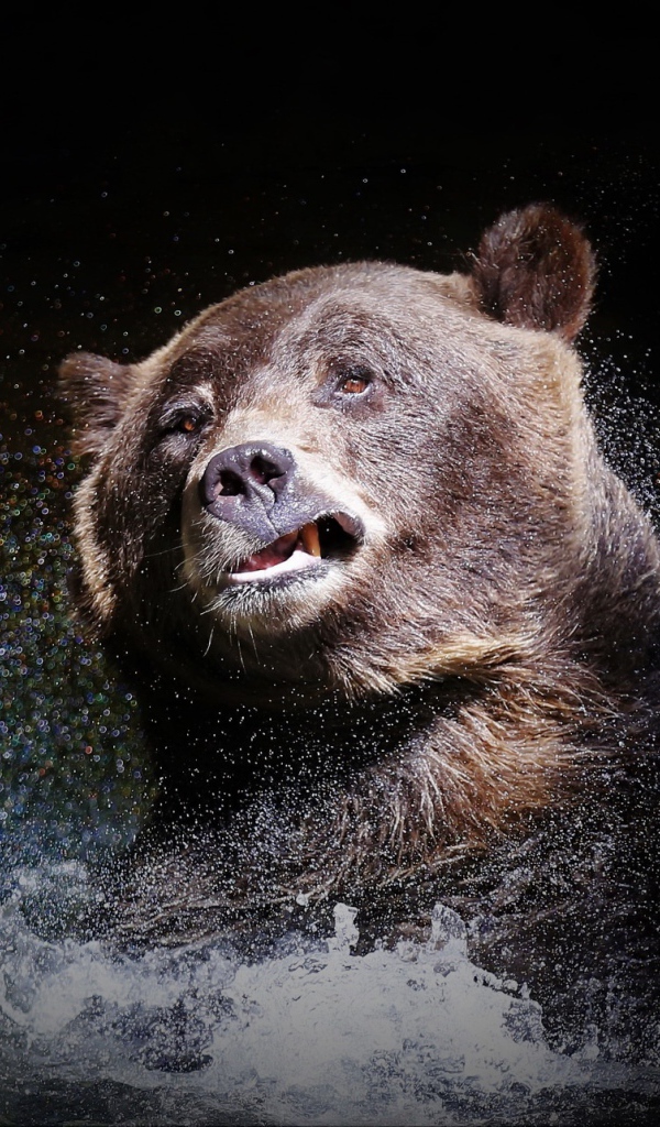 Большой бурый медведь стряхивает воду на черном фоне