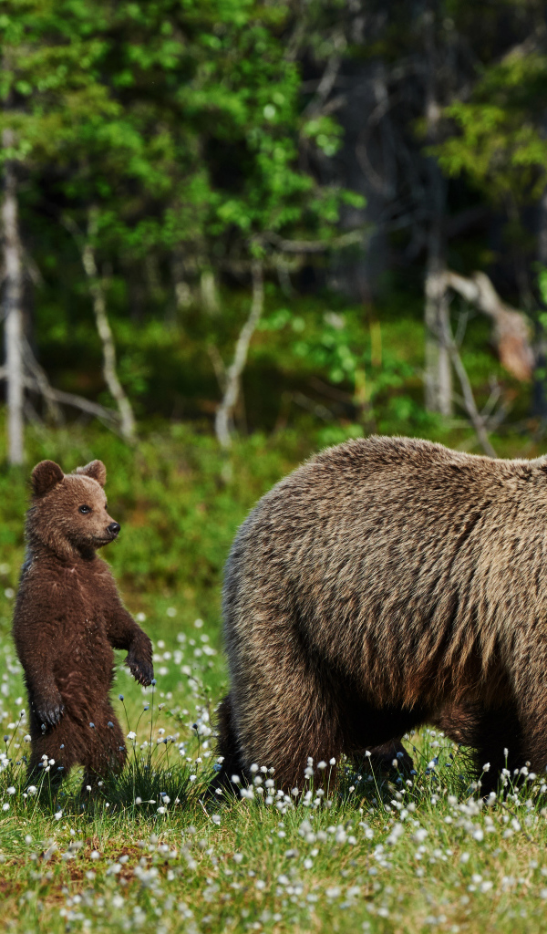 Большая бурая медведица с медвежатами гуляет по зеленой траве