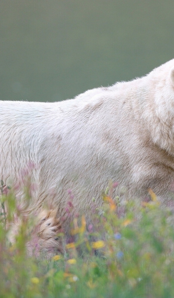 Большой белый медведь у воды 