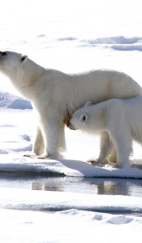 Большая белая медведица с маленьким медвежонком 