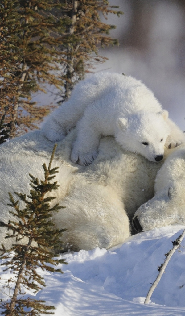 Little white bear cub with a bear in the snow