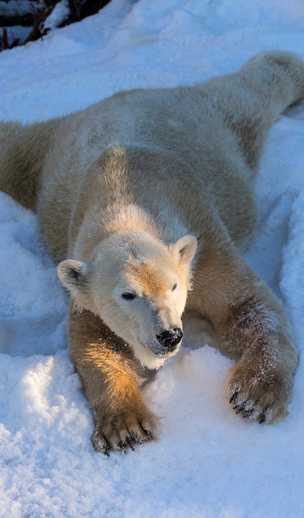 Polar bear is happy with white snow in winter
