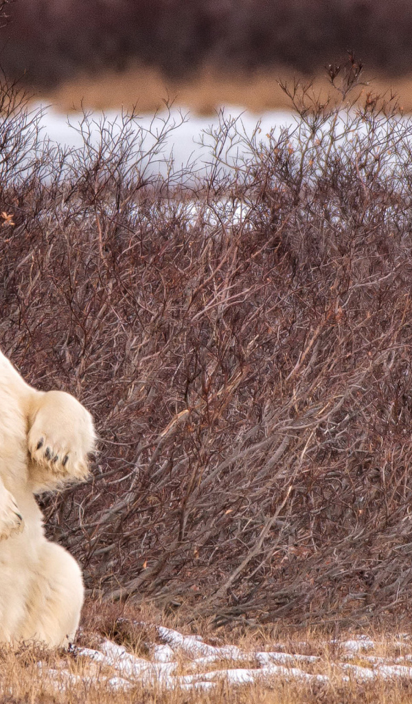 Белый медведь сидит на задних лапах