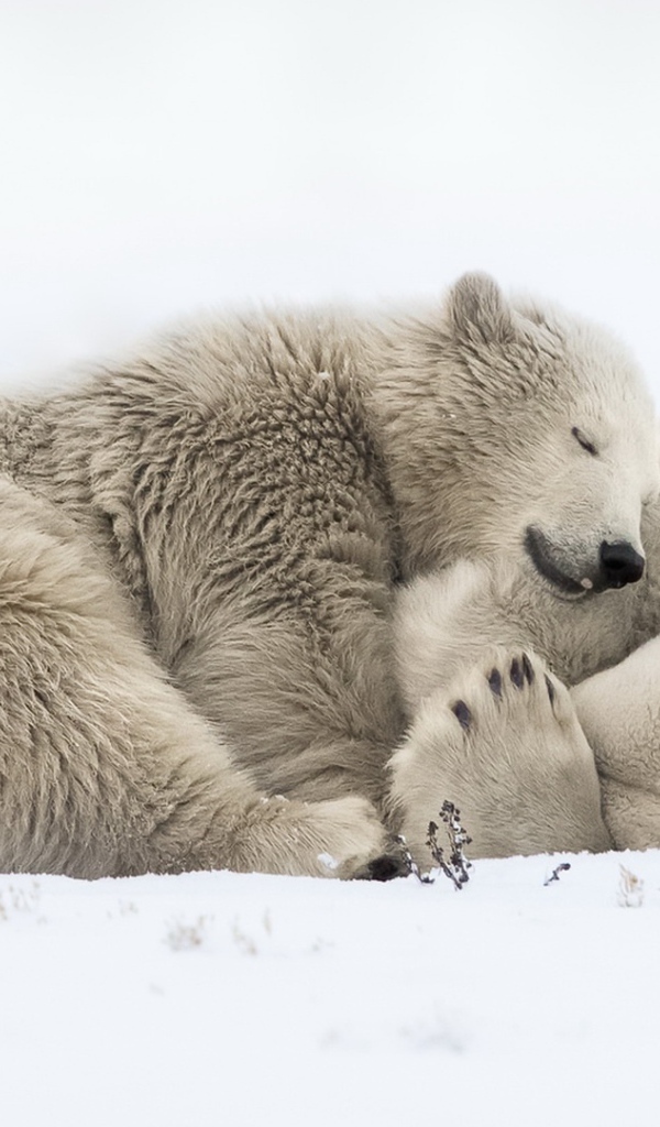 Два больших белых медведя спят на снегу 