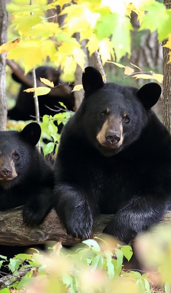 Два черных медведя в лесу