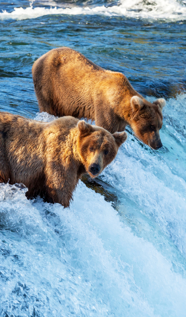 Два бурых медведя у водопада 