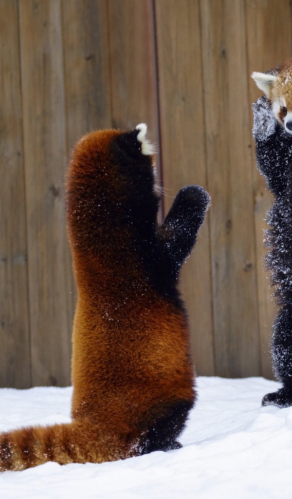 Две игривые малые панды на снегу 