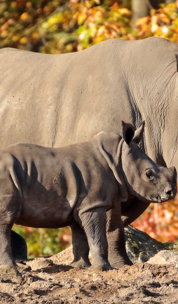 Большой носорог с маленьким детенышем