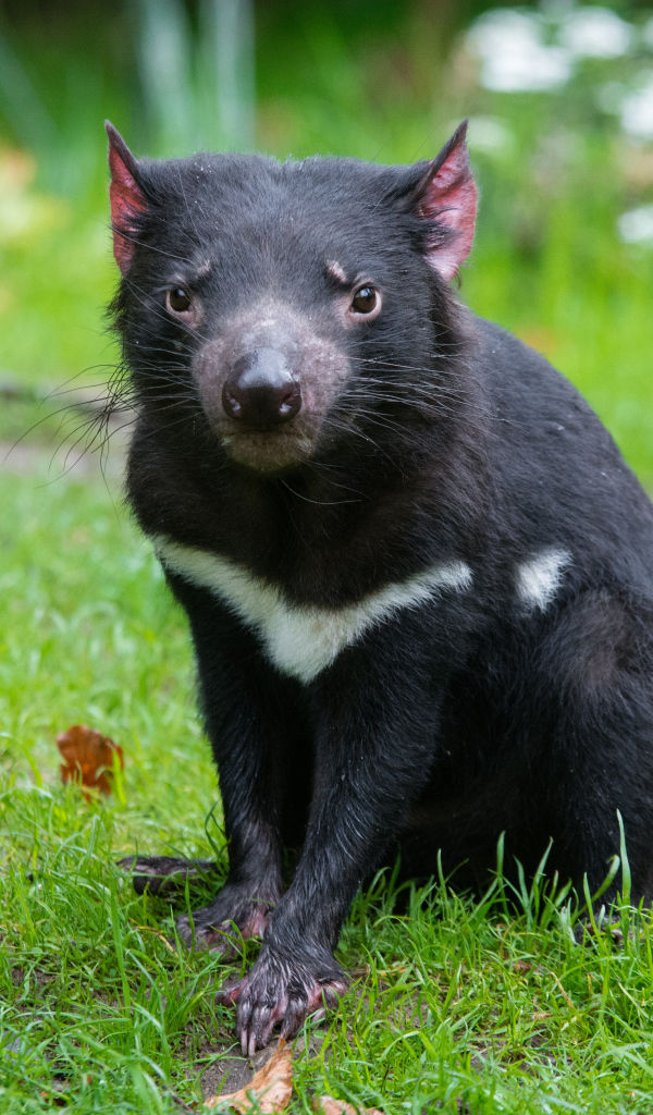 Тасманский дьявол сидит на зеленой траве