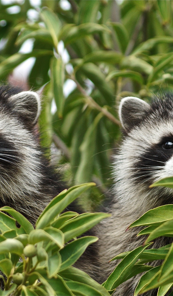 Два енота прячутся в зеленых листьях